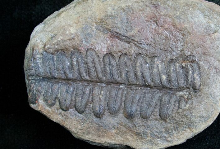 Million Year Old Fern Fossil - Mazon Creek #4895